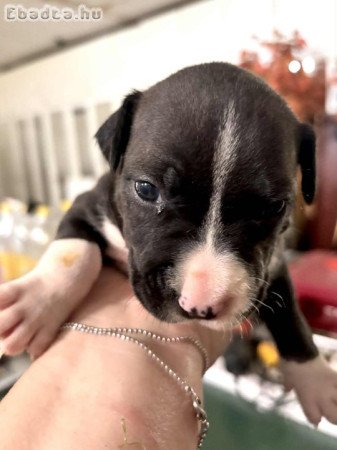 Eladó Amerikai Staffordshire kiskutyák