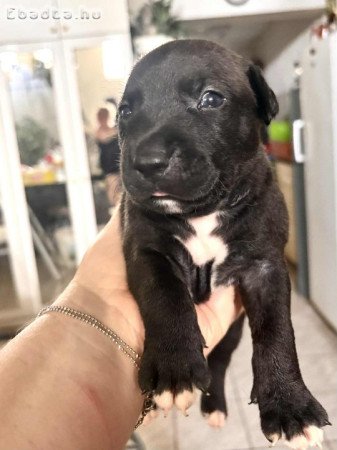 Eladó Amerikai Staffordshire kiskutyák