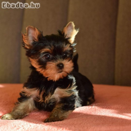 Yorkshire terrier kölykök már elérhetőek