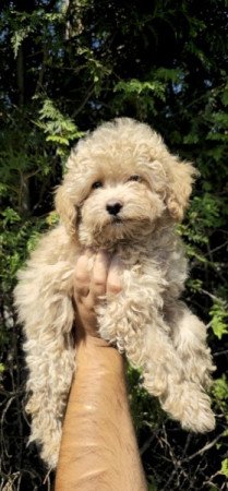 Maltipoo