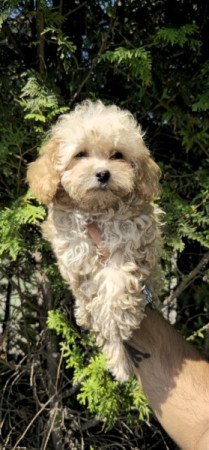 Maltipoo