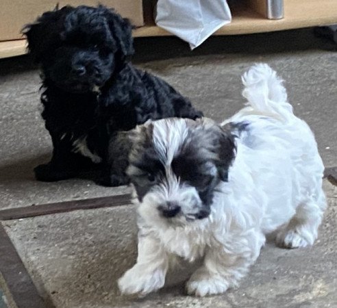 Bichon Havanese