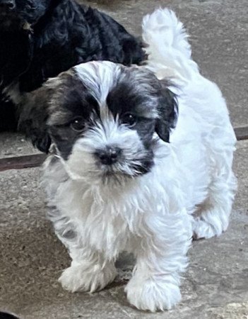 Bichon Havanese