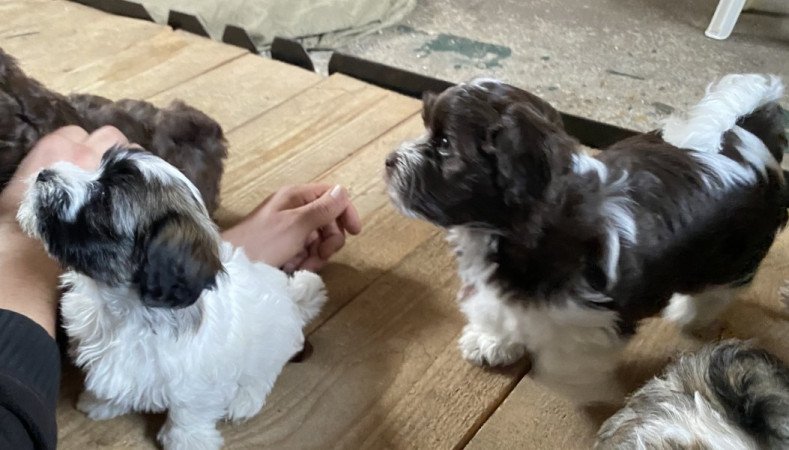 Bichon Havanese