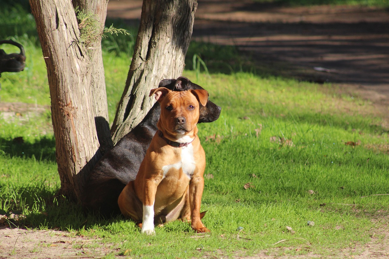 staffordshire terrier