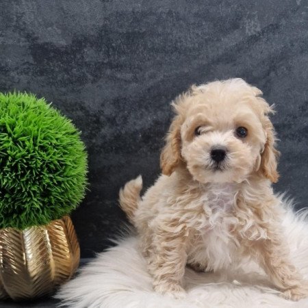 Maltipoo