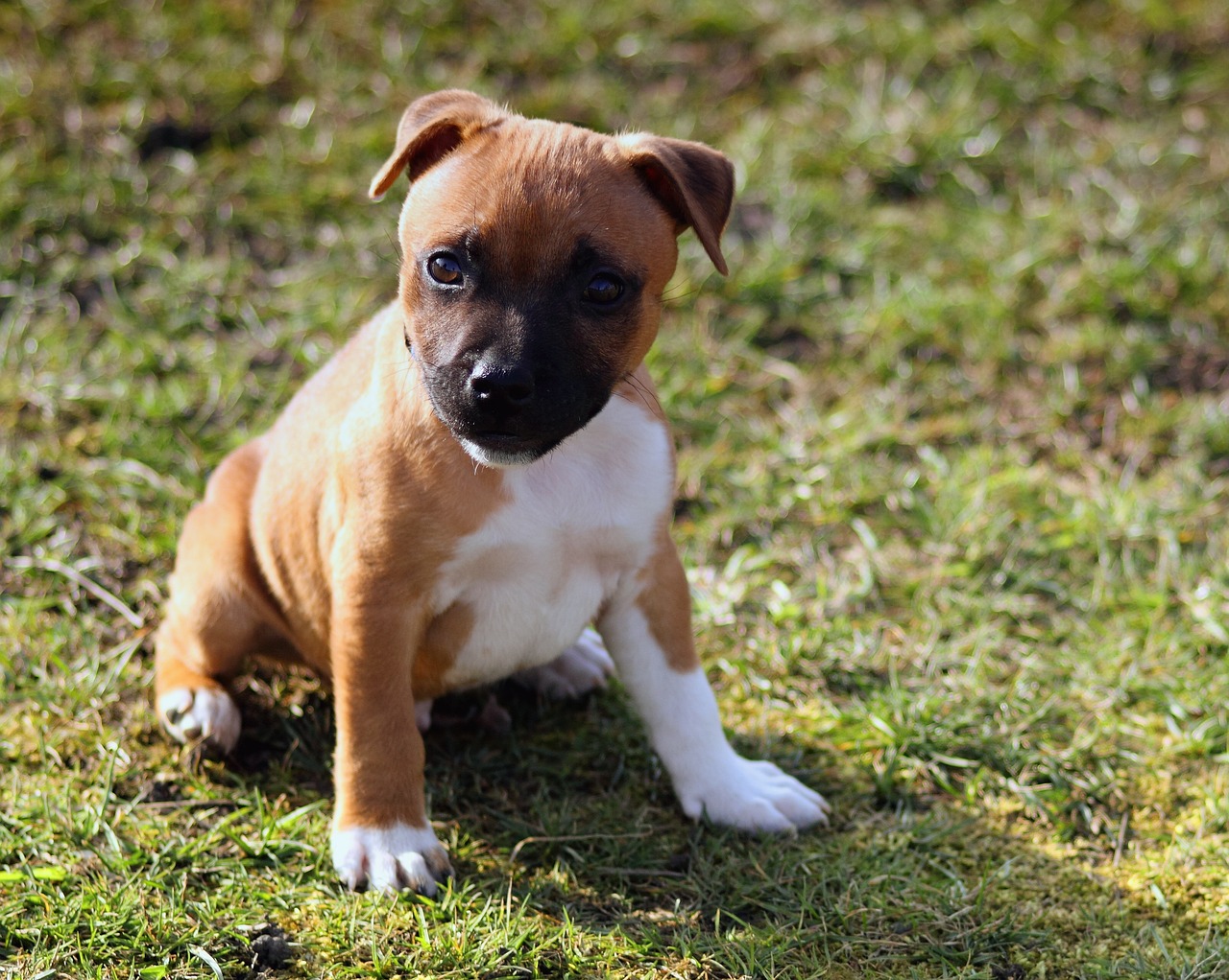 staffordshire terrier