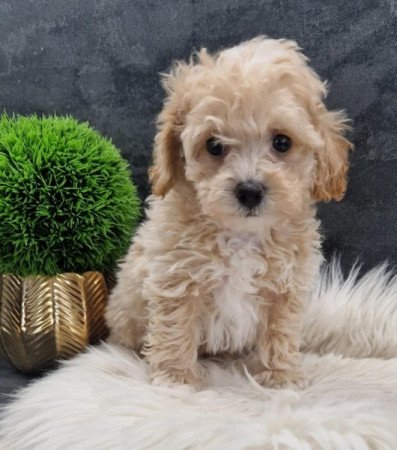 Maltipoo