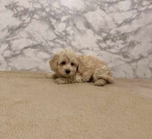 Maltipoo maltai es torpe uszkar