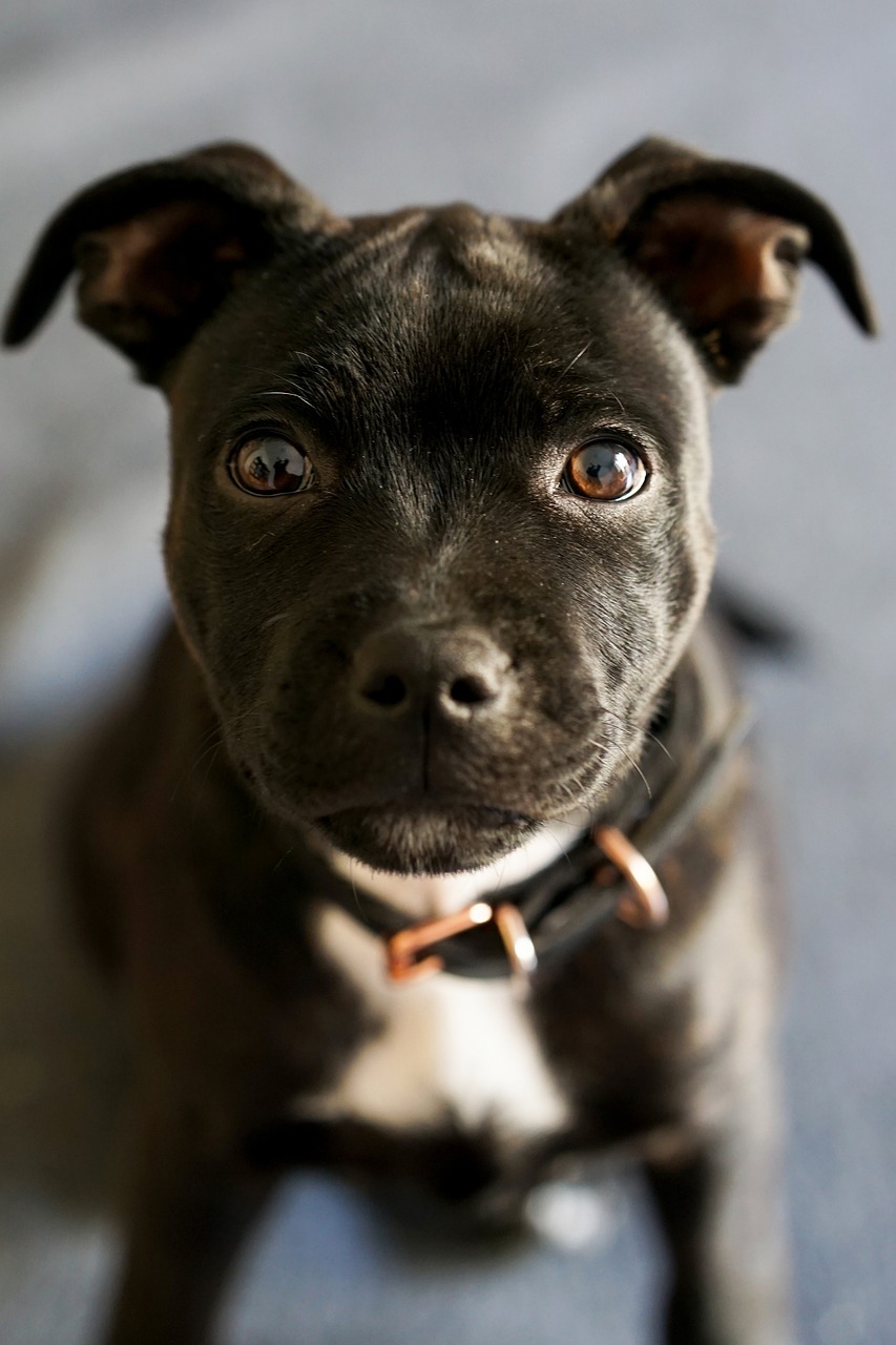 staffordshire terrier