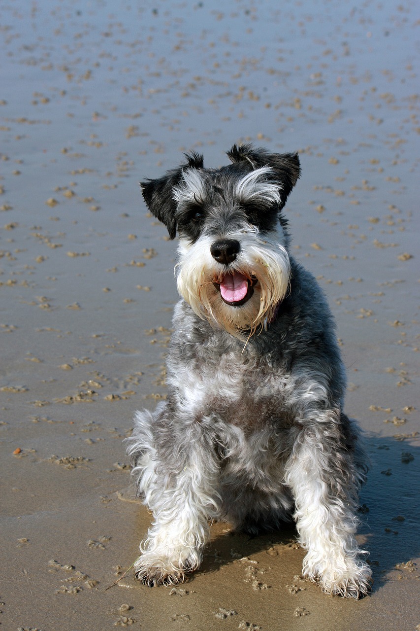 schnauzer