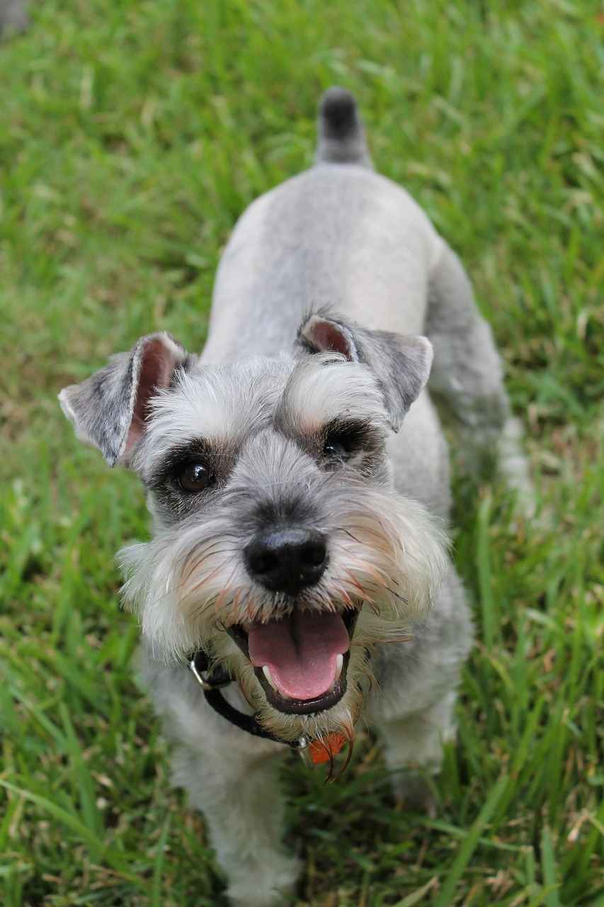 schnauzer