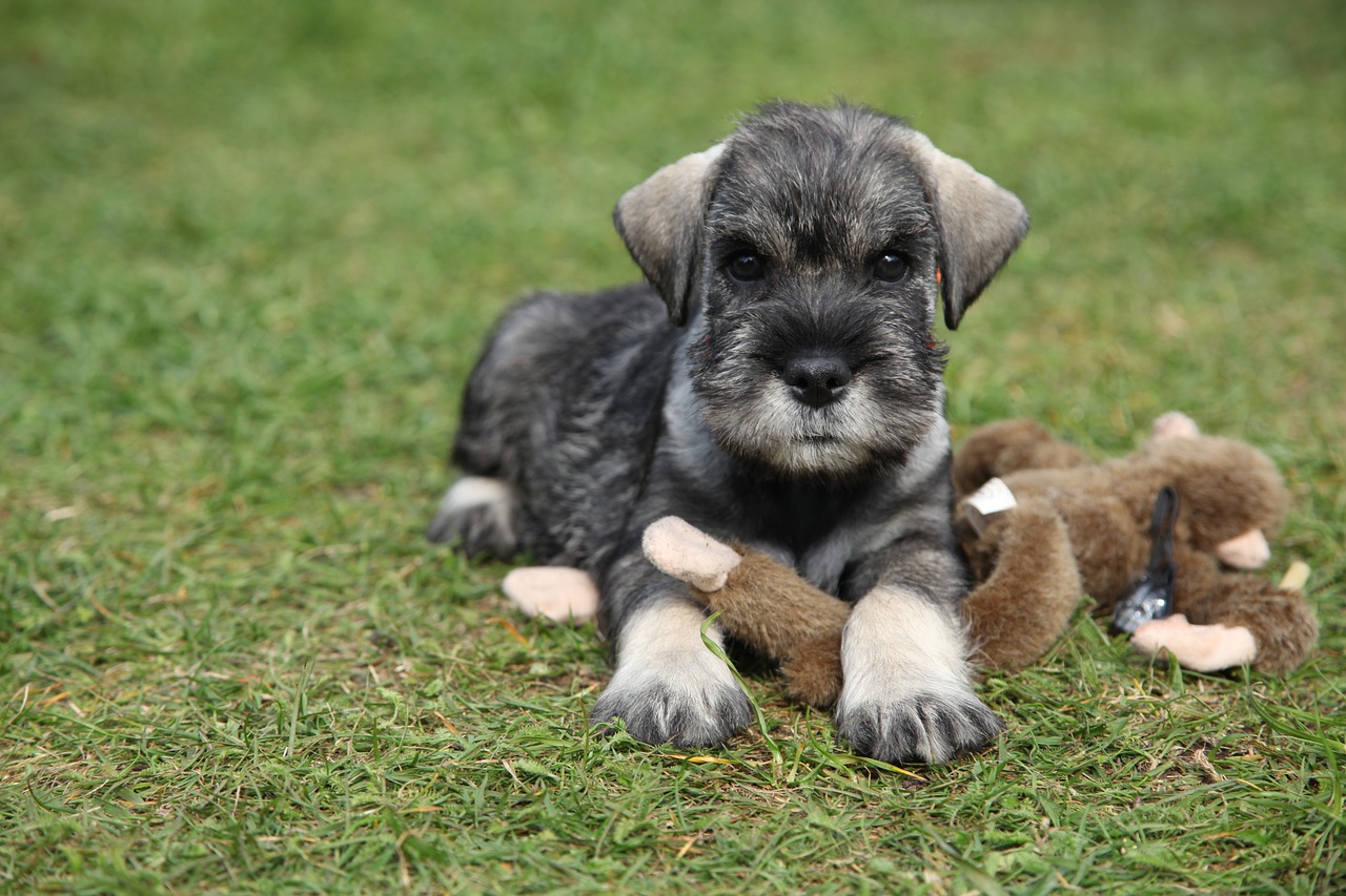 schnauzer