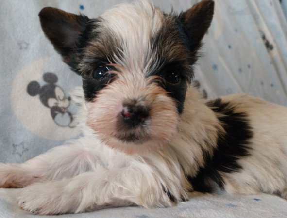 Biewer yorkshire terrier