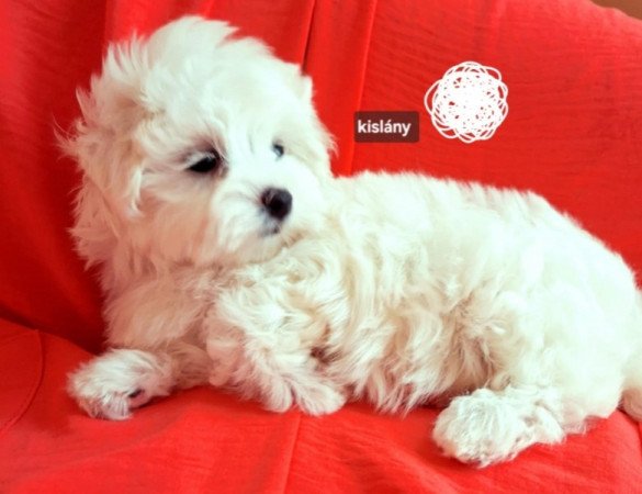 Bichon havanese