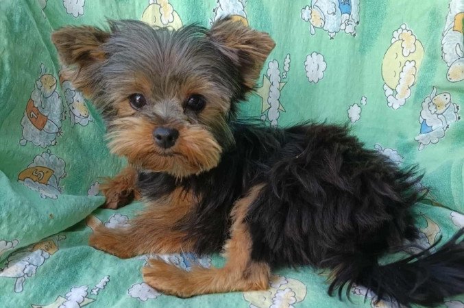 Yorkshire terrier