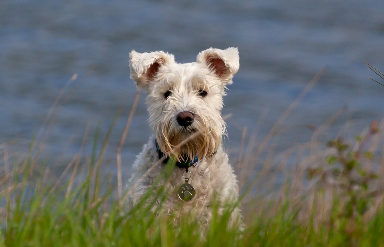 skót terrier