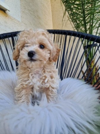 Maltipoo