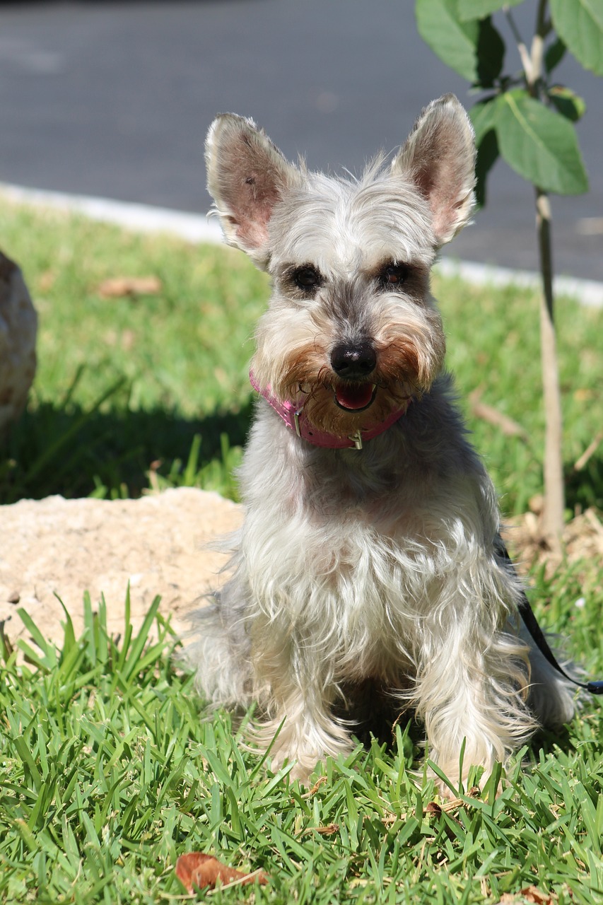 skót terrier