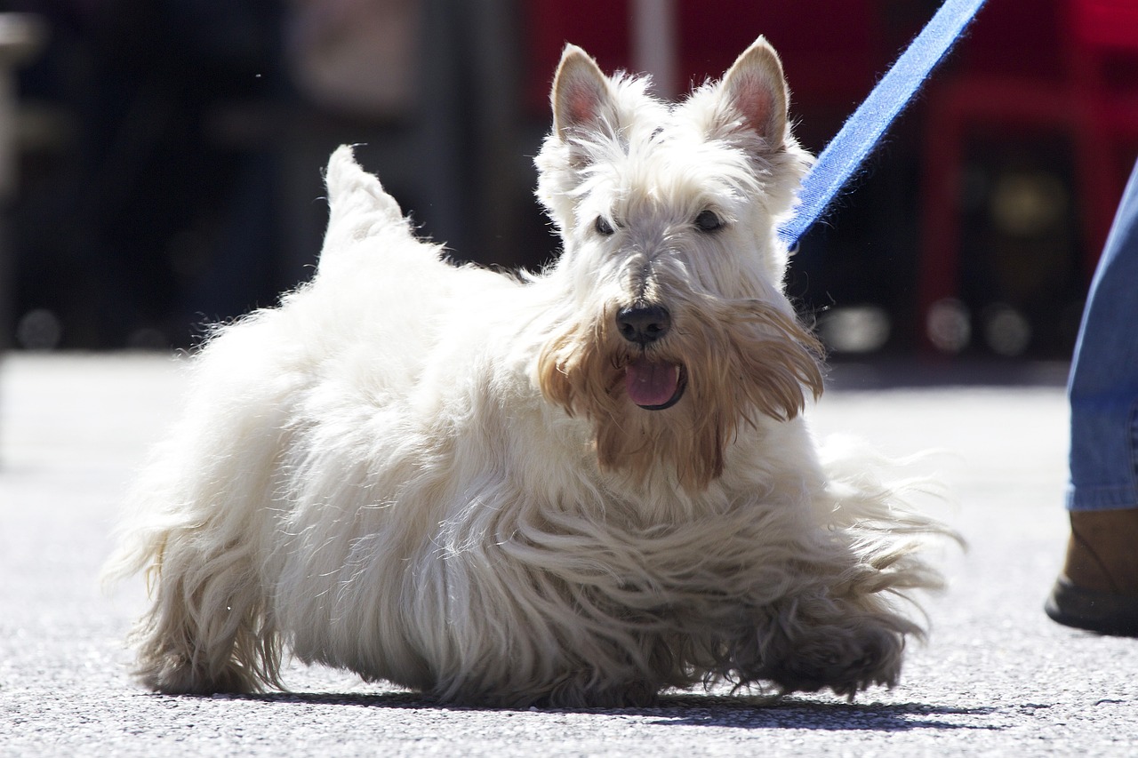 skót terrier