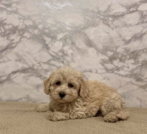 Maltipoo maltai es torpe uszkar