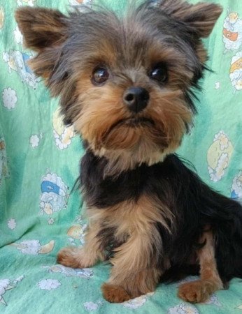 Yorkshire terrier