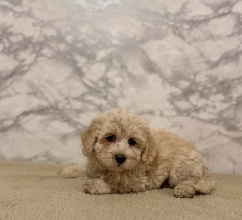 Maltipoo maltai es torpe uszkar