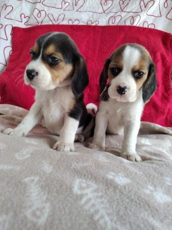 Beagle