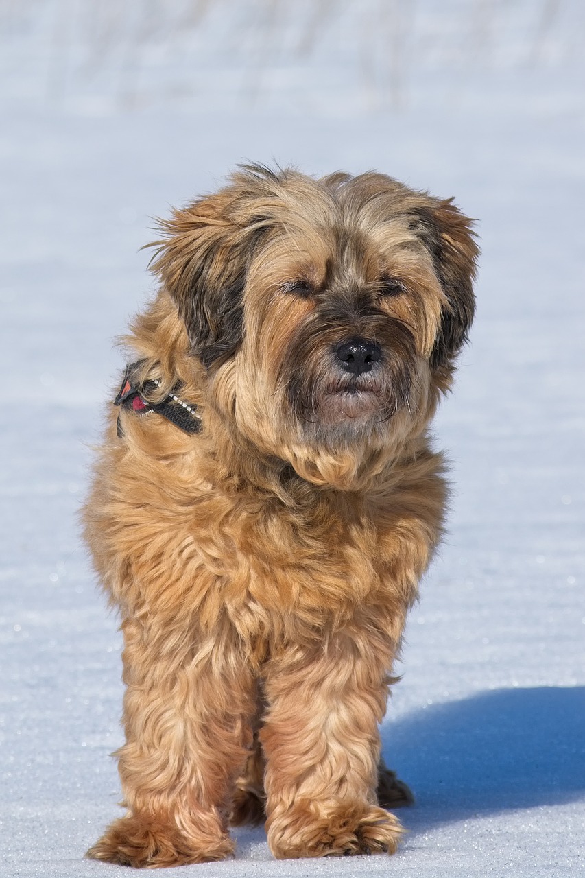 tibeti terrier