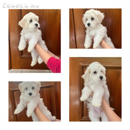 Eladó Bichon Havanese kiskutyák!