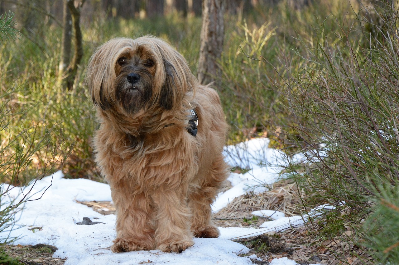 tibeti terrier