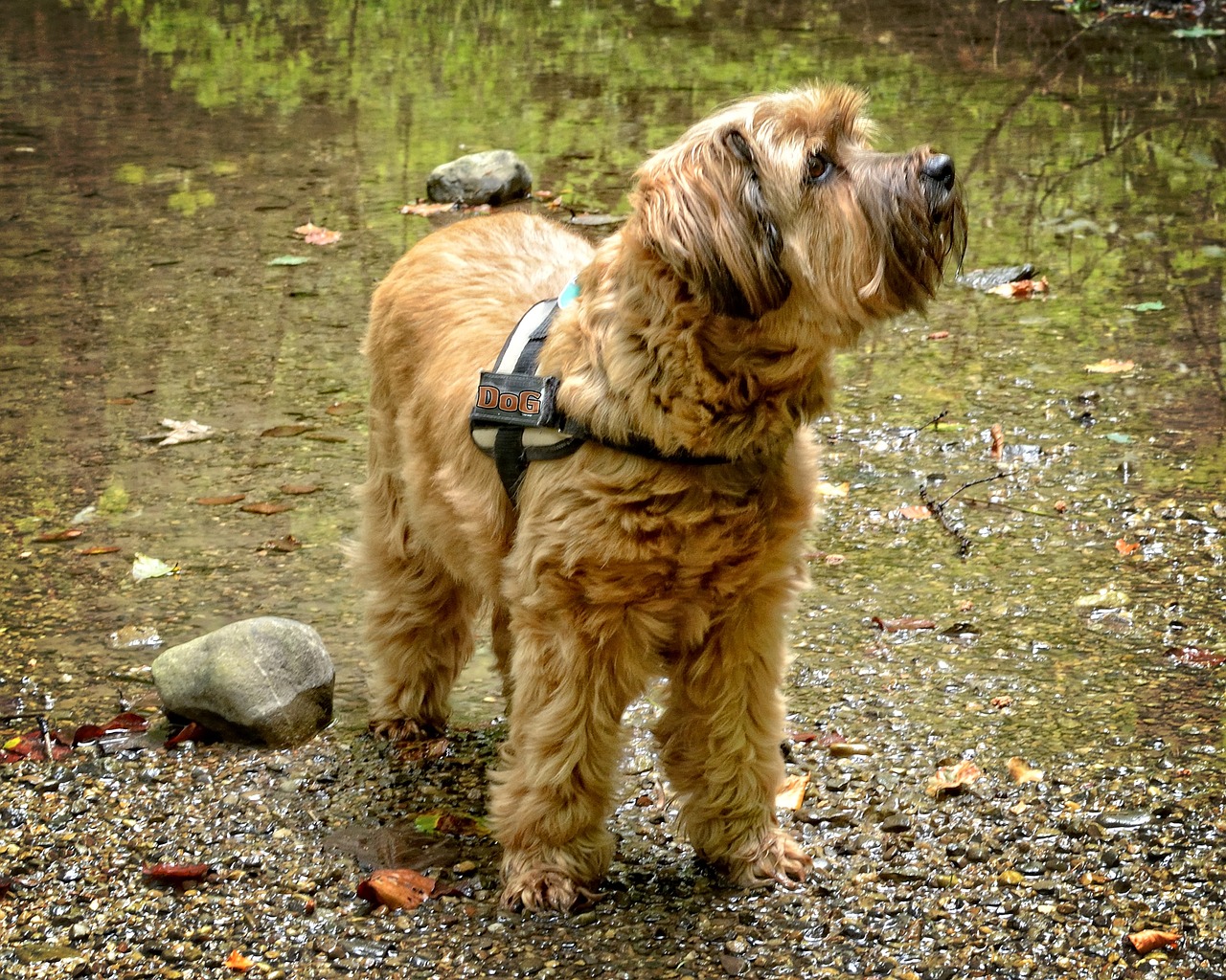 tibeti terrier