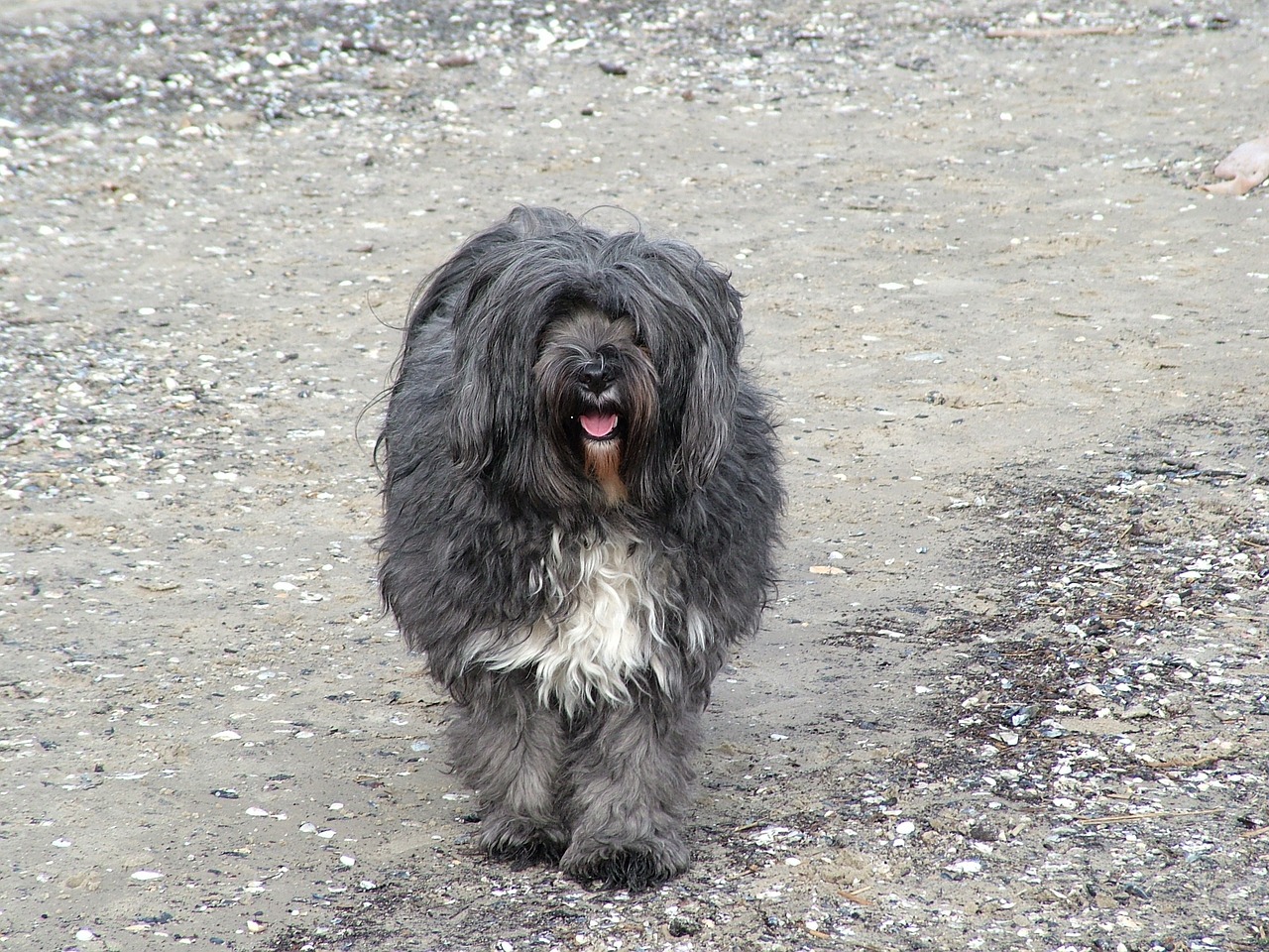 tibeti terrier