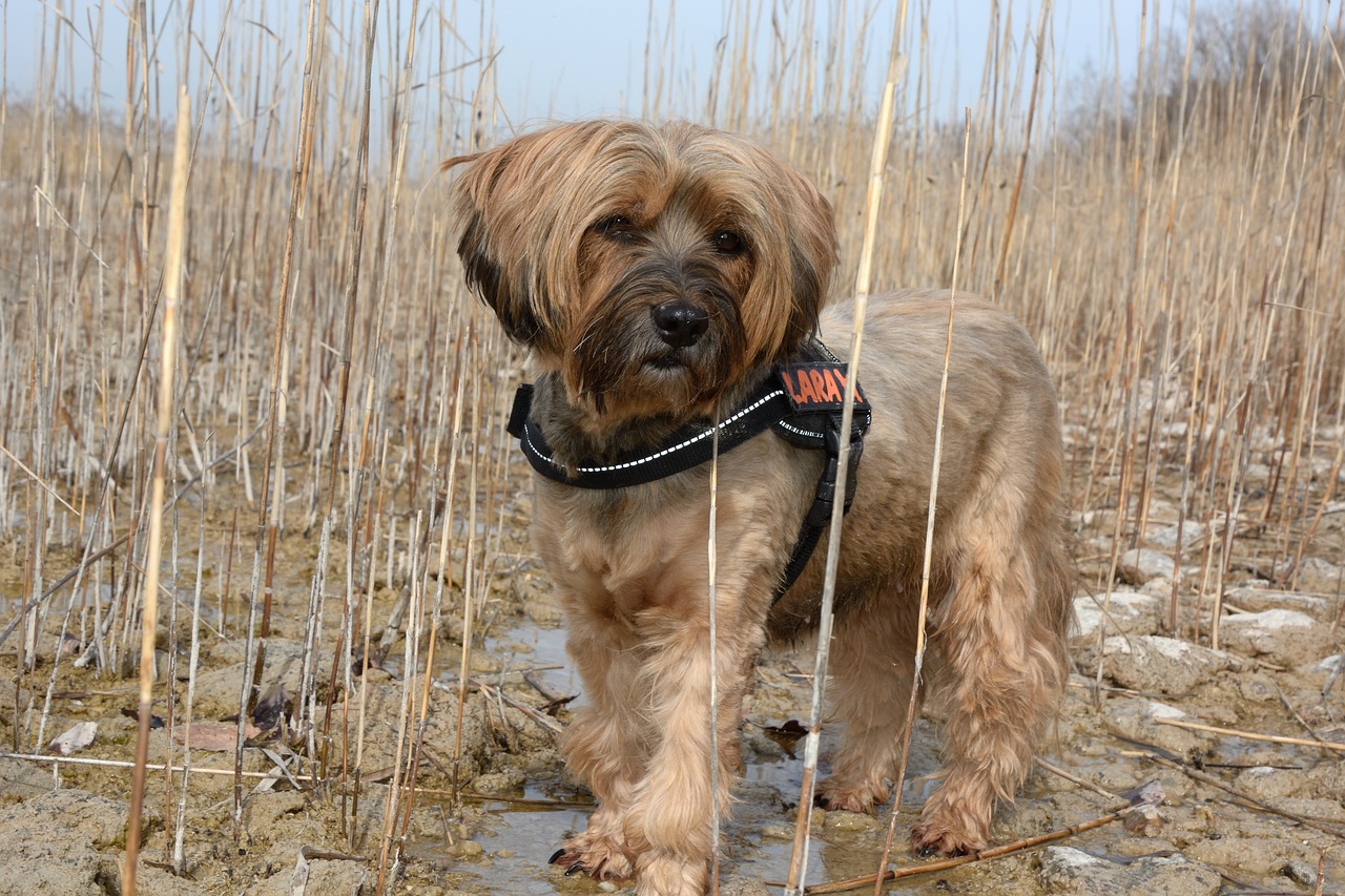 tibeti terrier