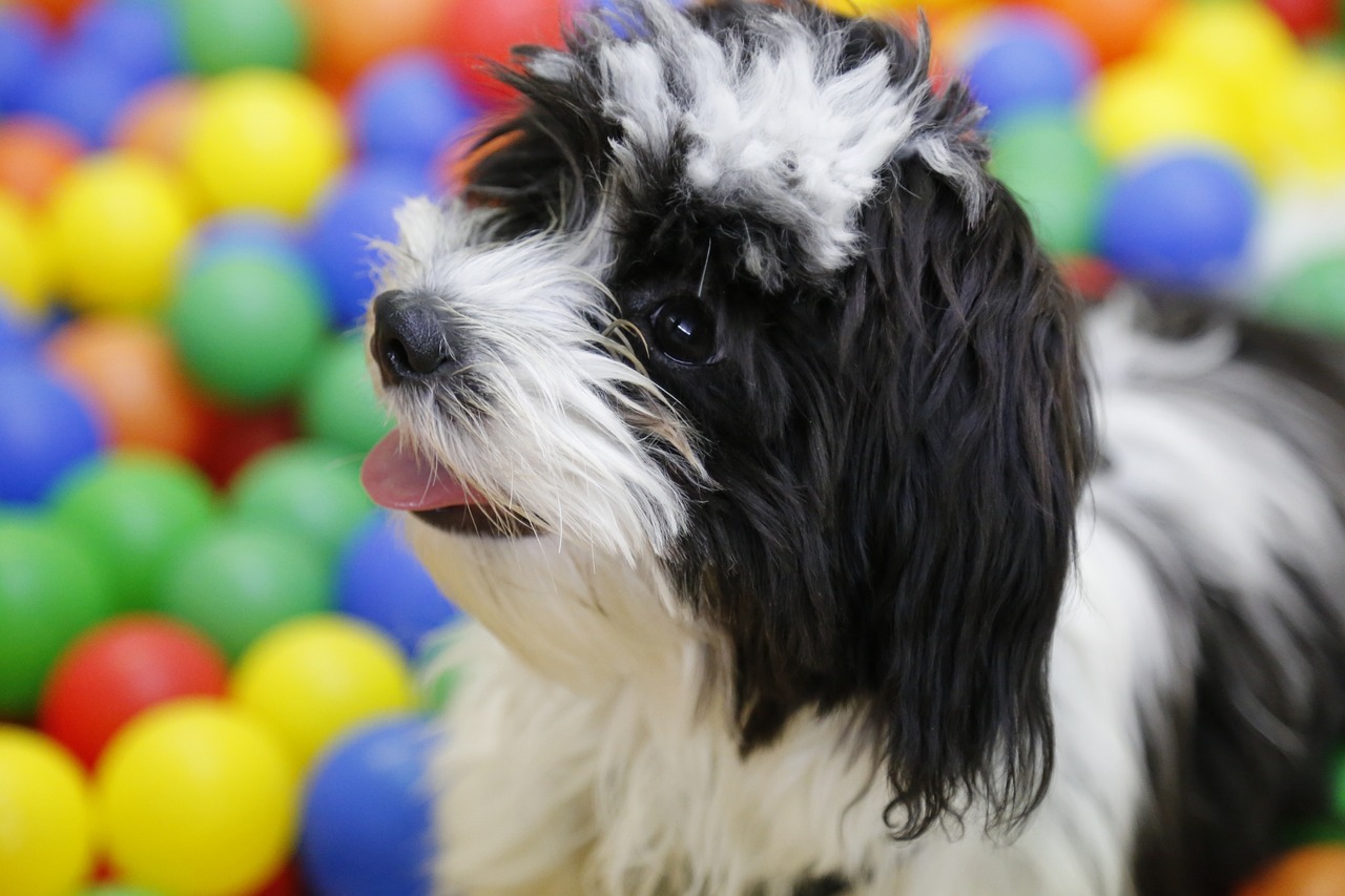 tibeti terrier