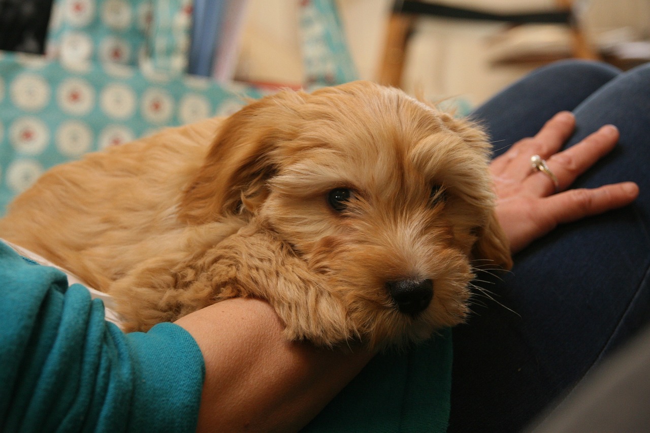 tibeti terrier