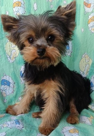 Yorkshire terrier