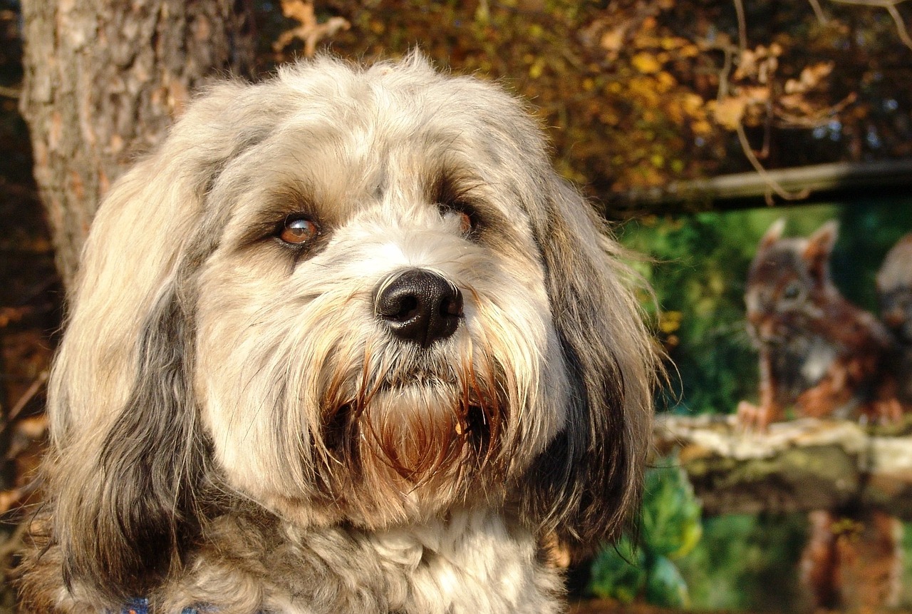 tibeti terrier