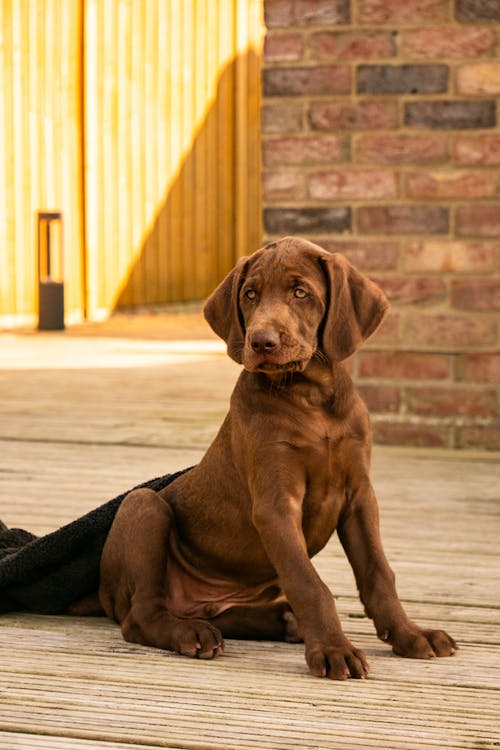 weimari vizsla