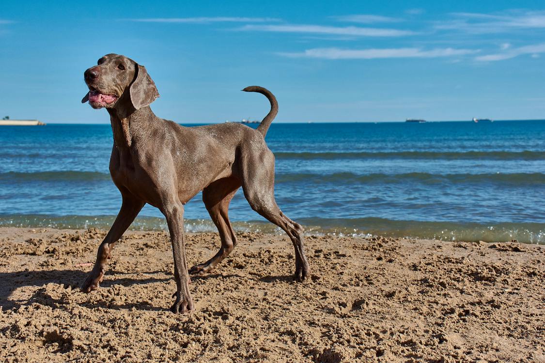 weimari vizsla