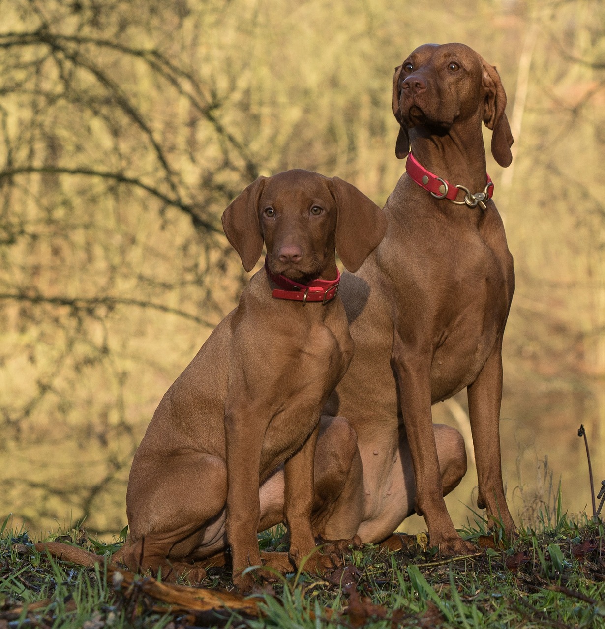 weimari vizsla