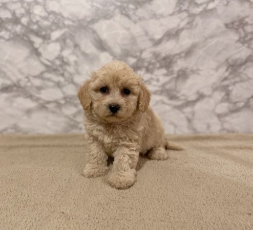 Maltipoo