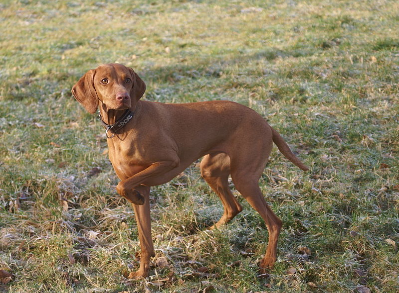 weimari vizsla