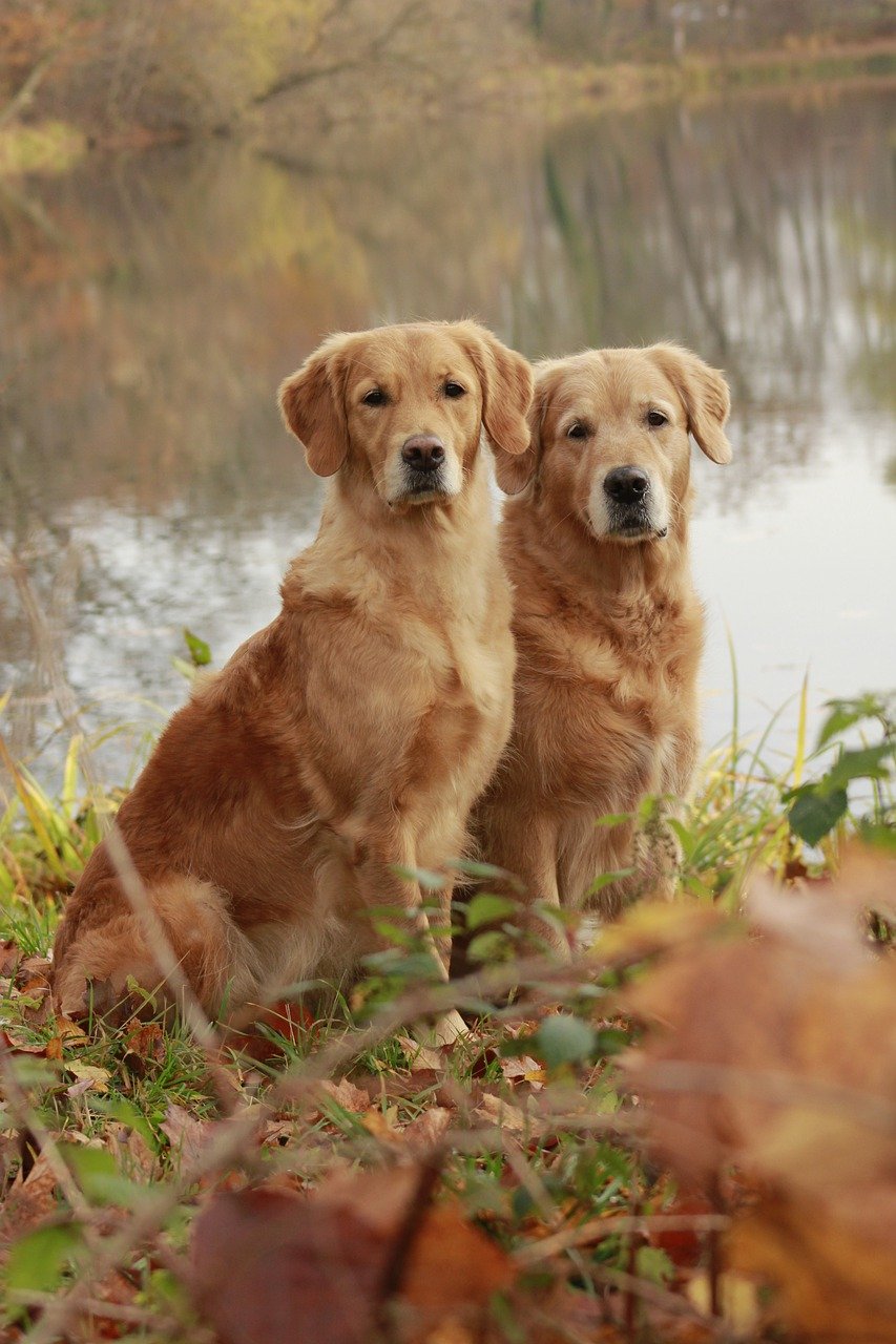 golden retriever