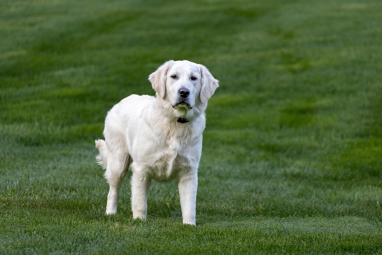 golden retriever