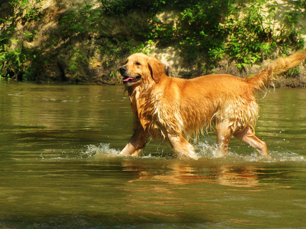 golden retriever