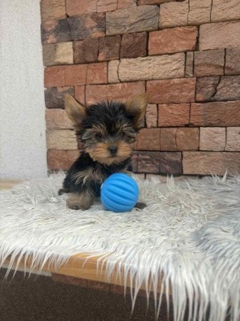 Yorkshire terrier