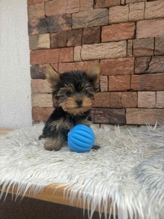 Yorkshire terrier