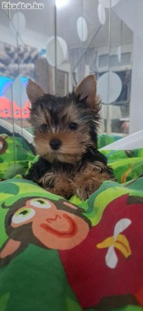 YORKSHIRE TERRIER KAN