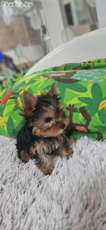 YORKSHIRE TERRIER KAN